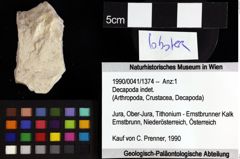 Foto (Objket + Etiketten) von Decapoda indet. 